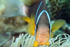 Nemo