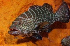 grouper