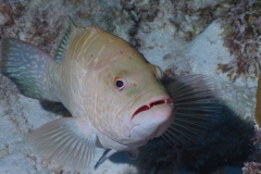 grouper2