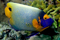 maskfish