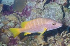 poissonroseetjaune