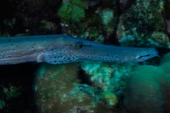 poissontrompette