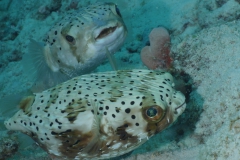 puffers