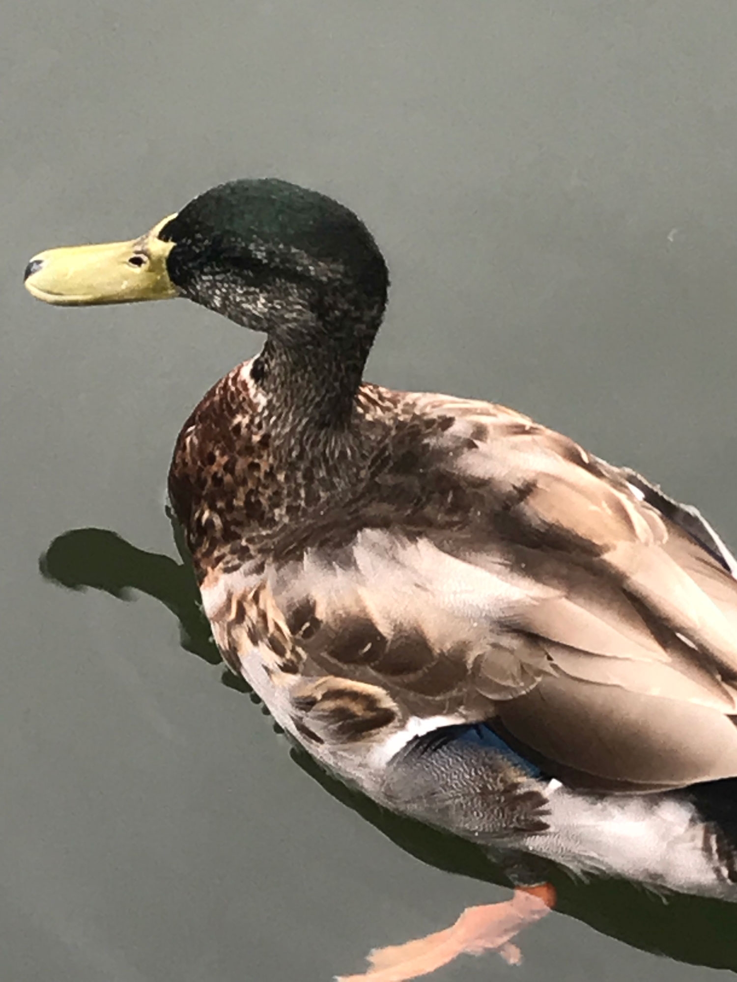 Canard