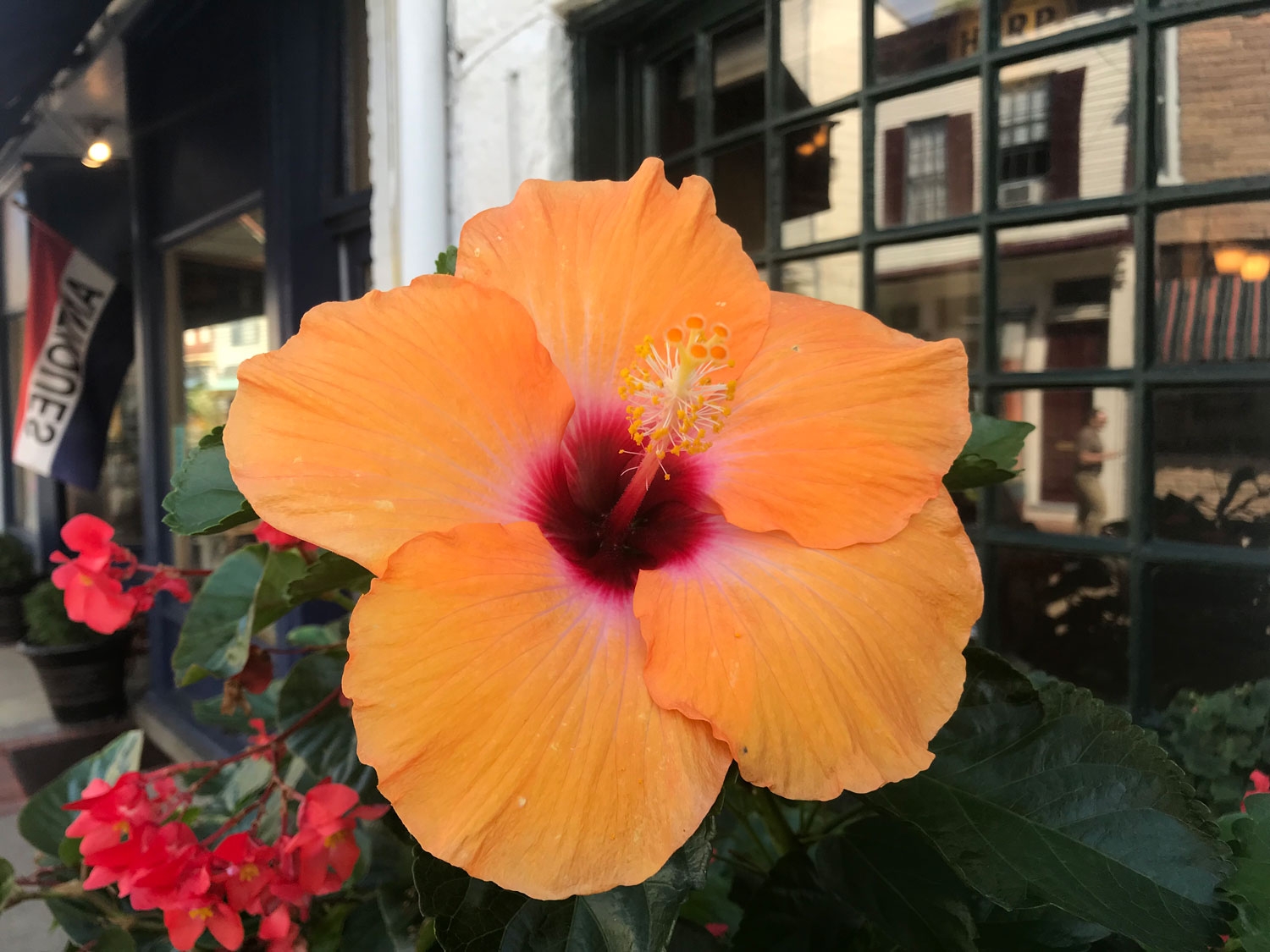 Fleur