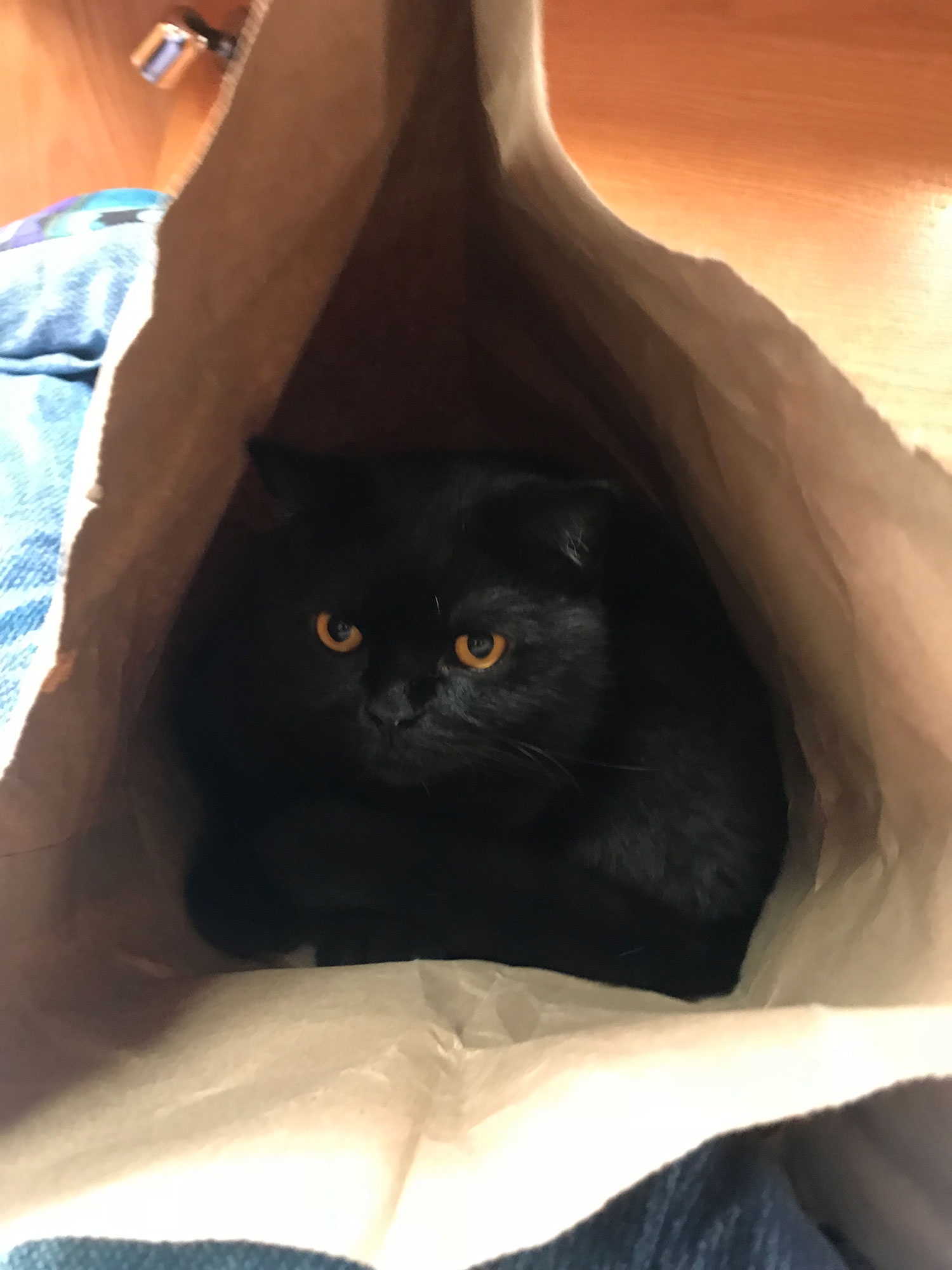 catinbag