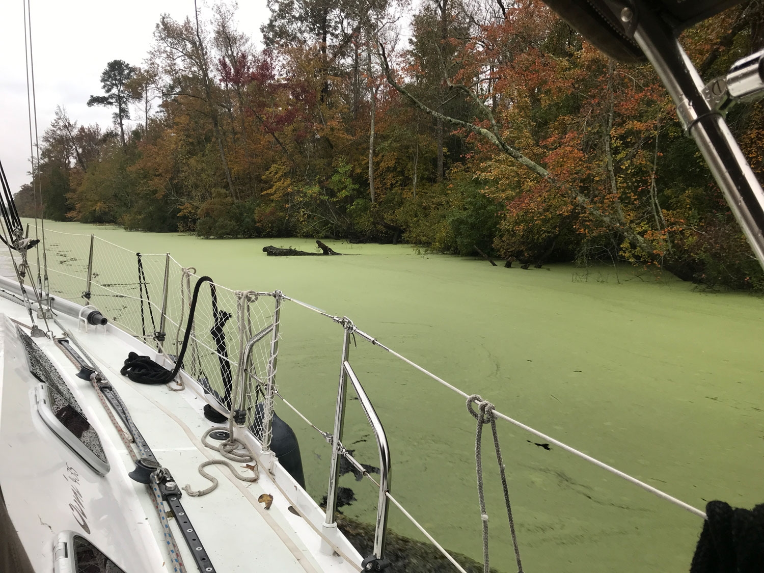 duckweed