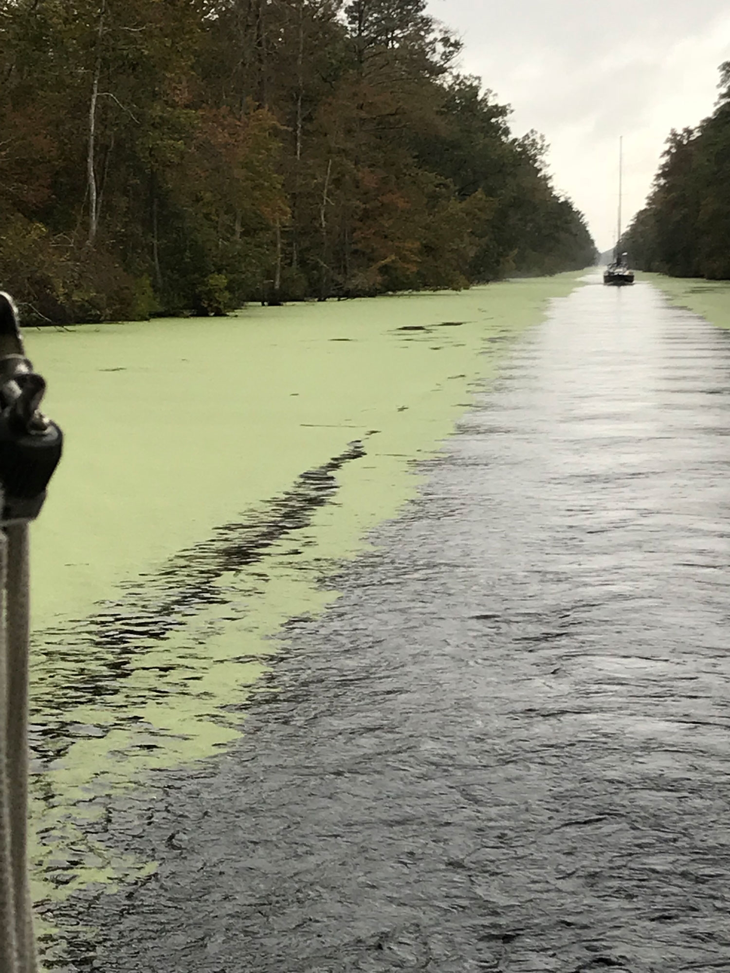 duckweed2