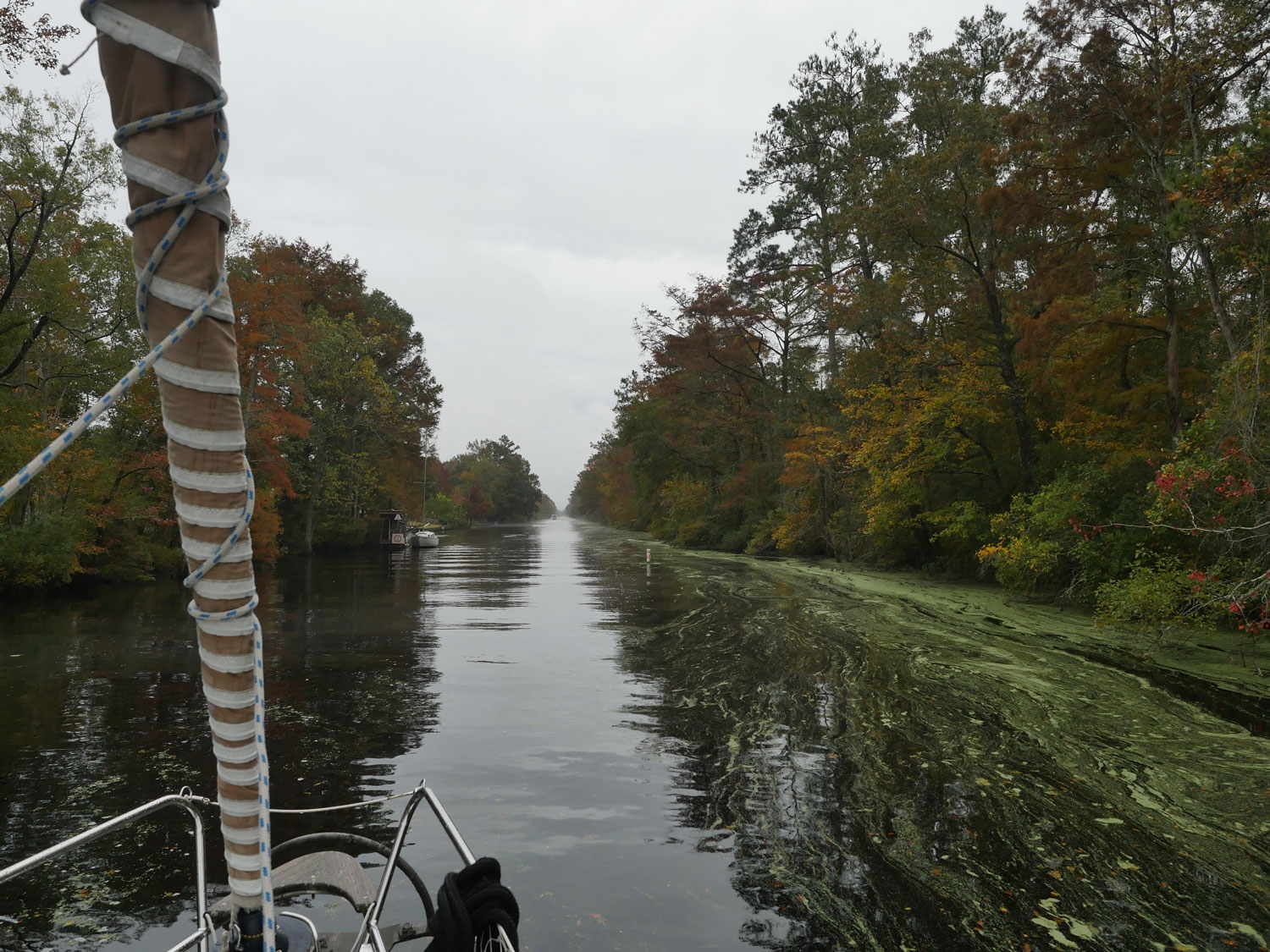 swamp