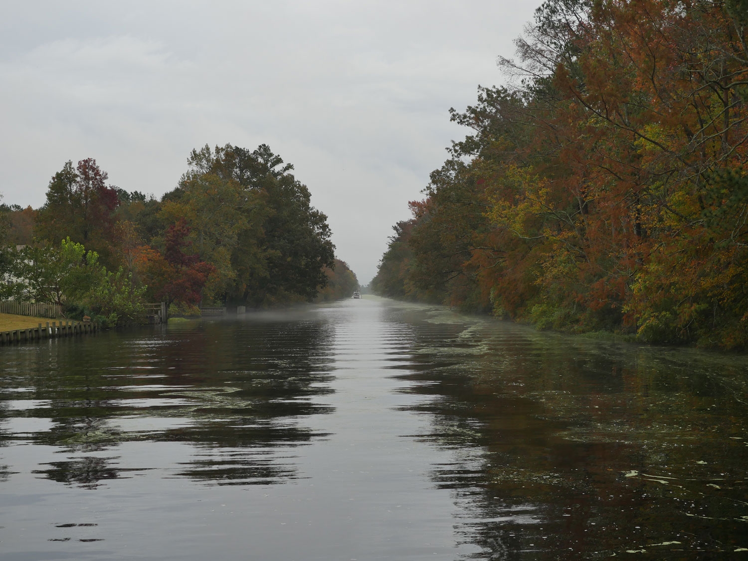 swamp3