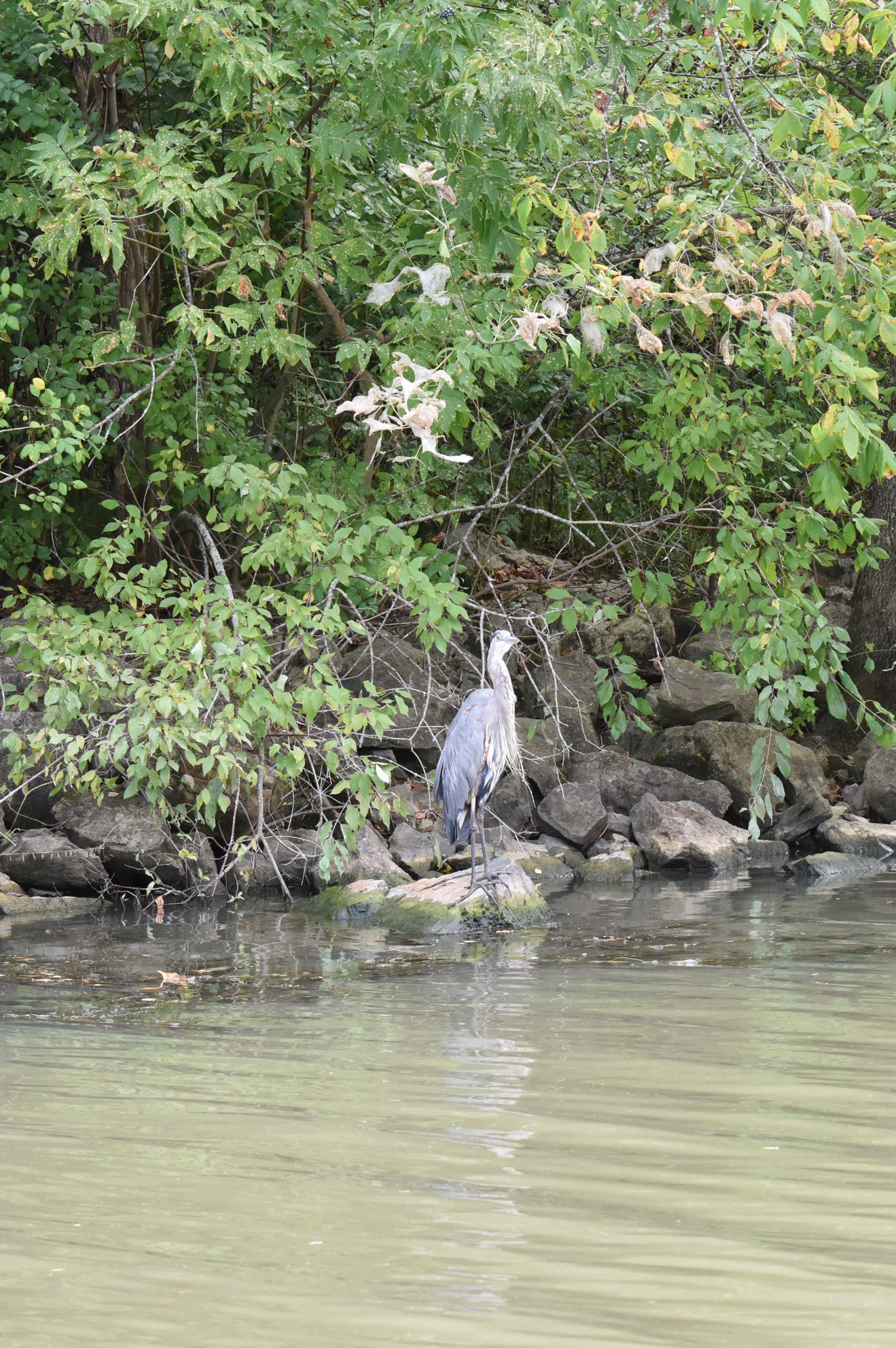 Heron