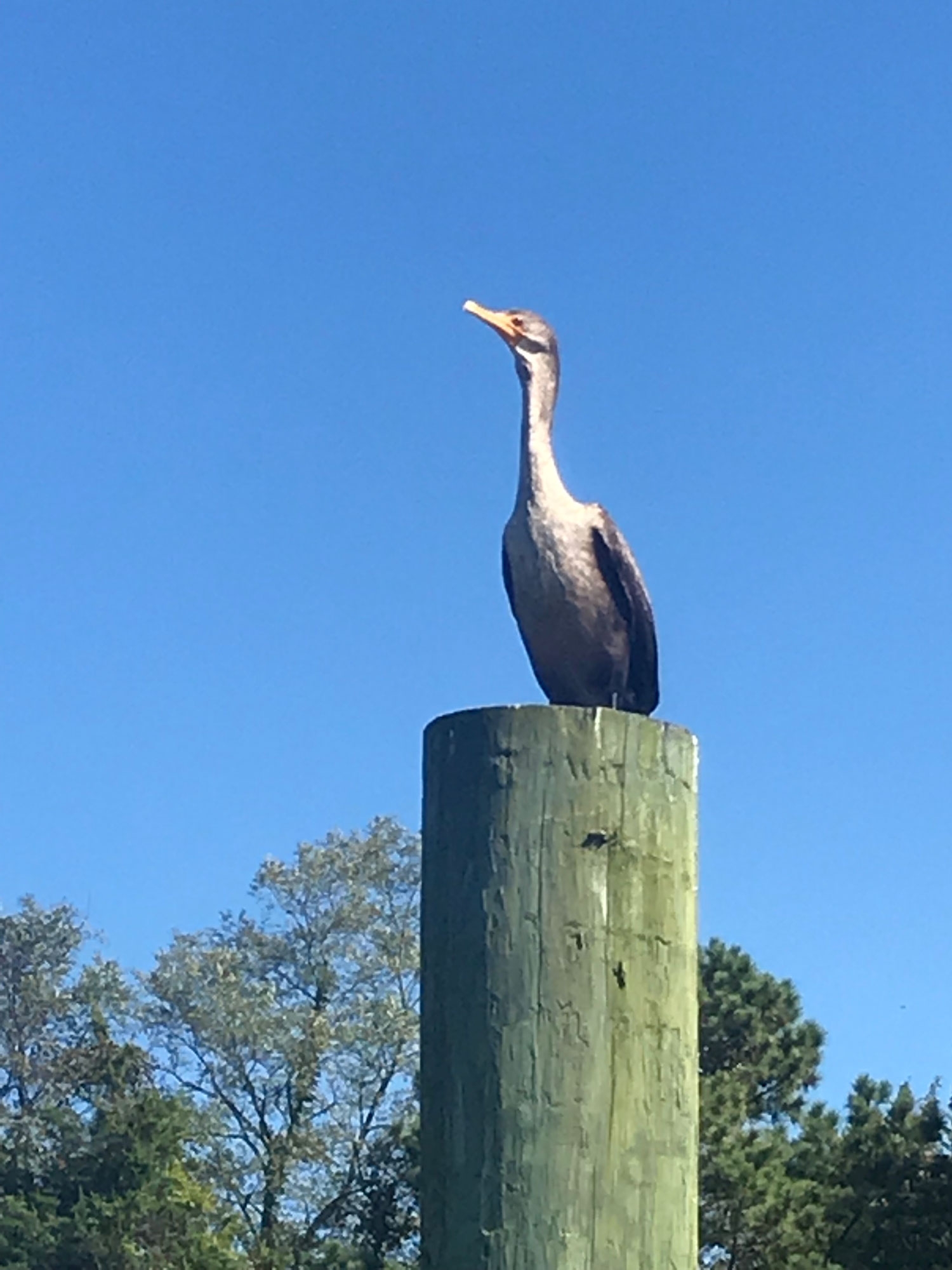 Cormoran2