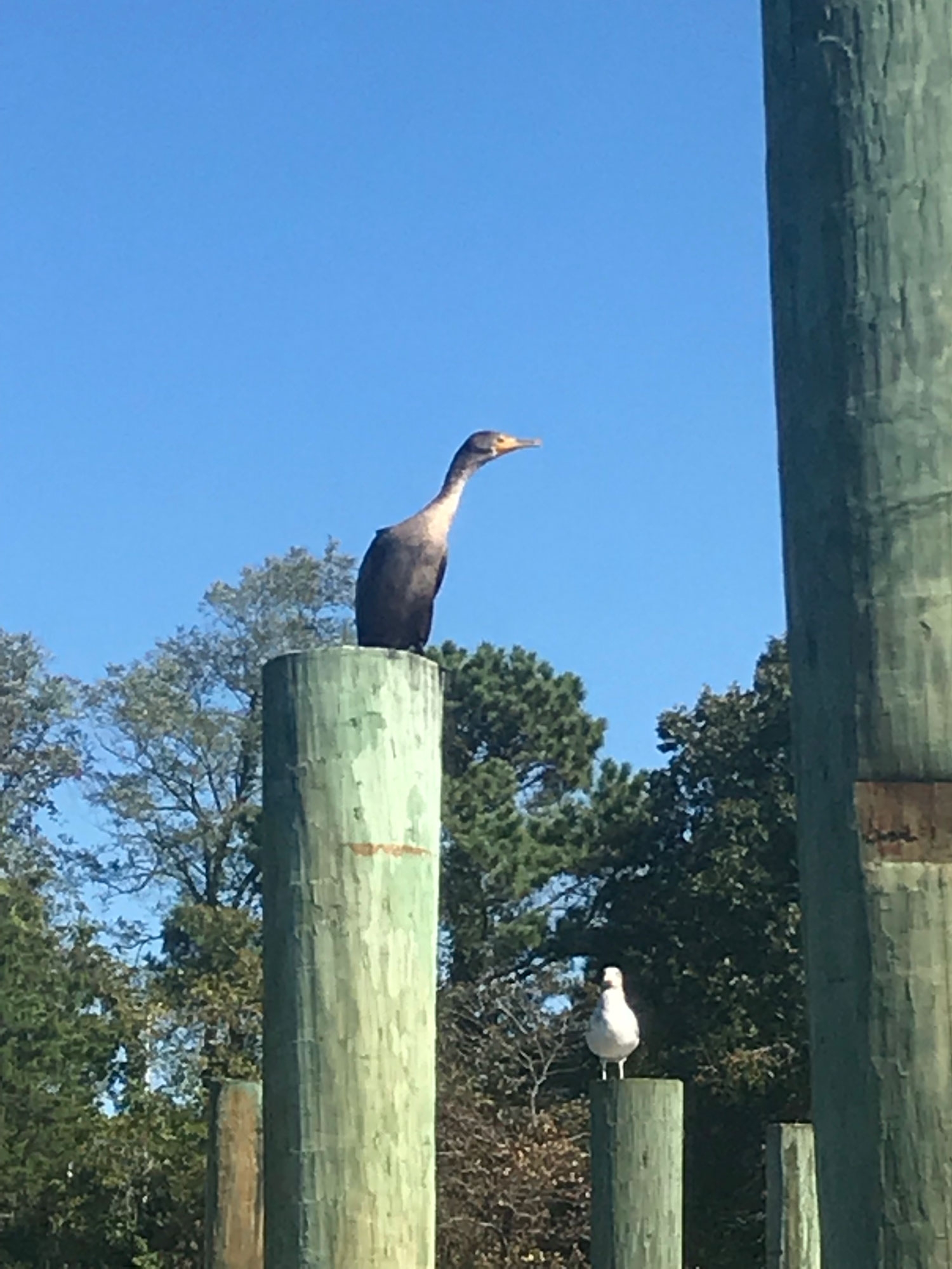 cormoran