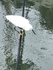 Aigrette